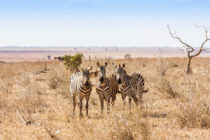 18543996 - kenya, tsavo east national park. three zebras looking to the photographer, sunset light