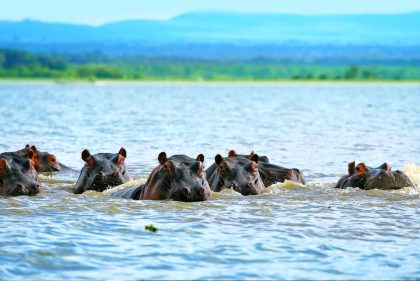 Lake Naivasha 1