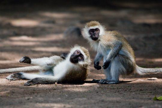 18262077 - the vervet monkeys in bush in tsavo west national park, kenya, africa.