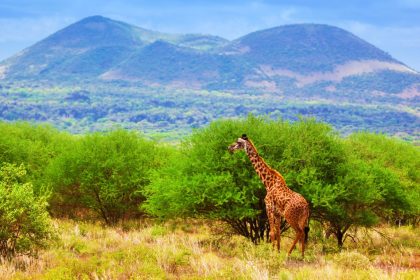 18262084 - giraffe standing on grassland savanna. safari in tsavo west, kenya, africa