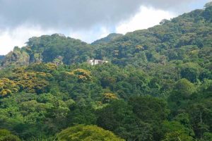 Udzungwa Mountains 2