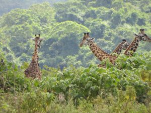 arusha (2)
