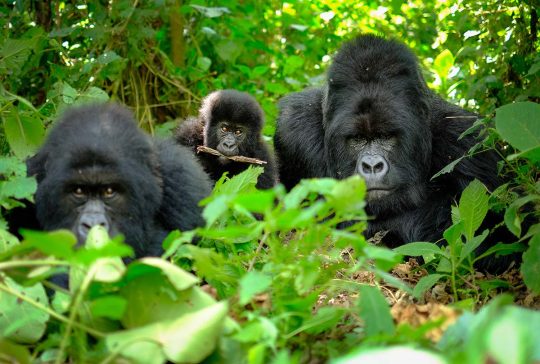 gorillas uganda