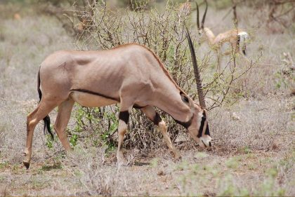 samburu 1